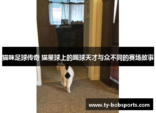 猫咪足球传奇 猫星球上的踢球天才与众不同的赛场故事